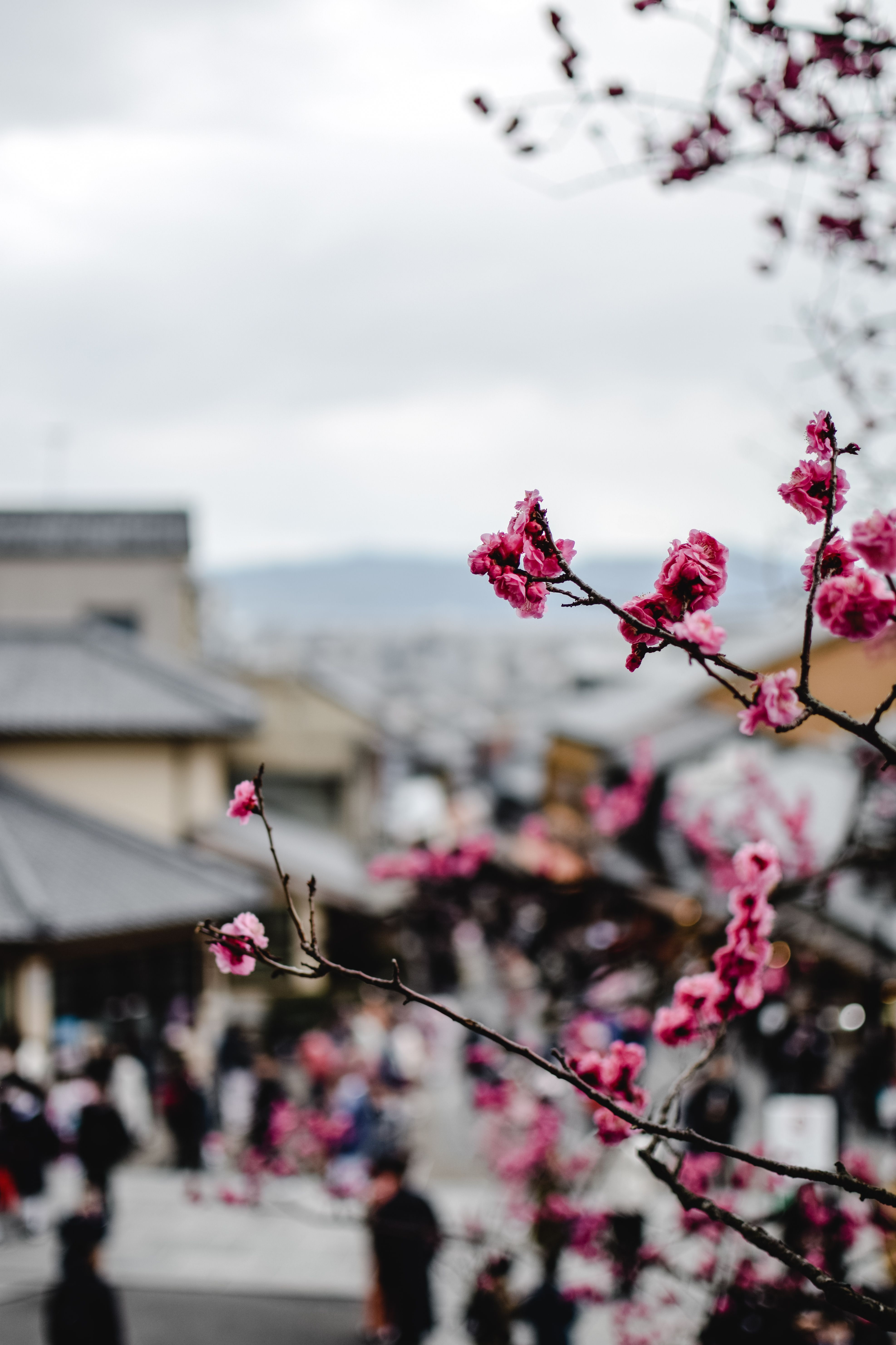 春天，京都风景优美的街道上，鲜艳的梅花盛开，展现了日本传统文化