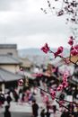 春天，京都风景优美的街道上，鲜艳的梅花盛开，展现了日本传统文化