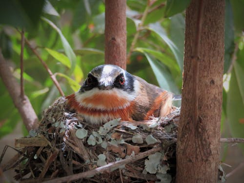 Free stock photo of bird nest, cape batis, nesting