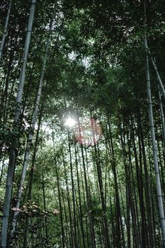 阳光透过京都蓝山森林宁静的竹林