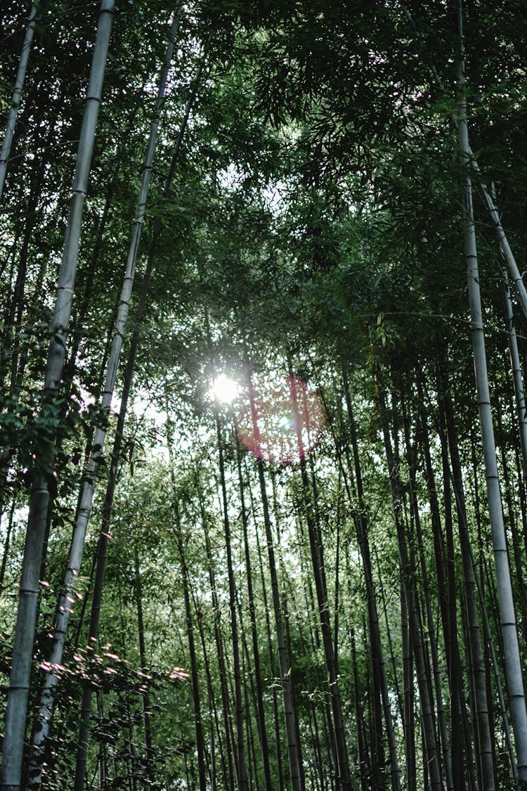 Bamboo Trees On A Forest 