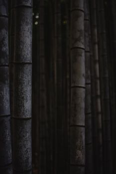 京都森林的神秘氛围，通过竹子树干的特写得以捕捉
