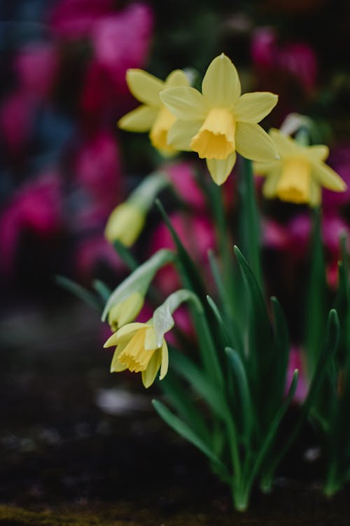 Free Yellow Daffodils in Bloom Stock Photo