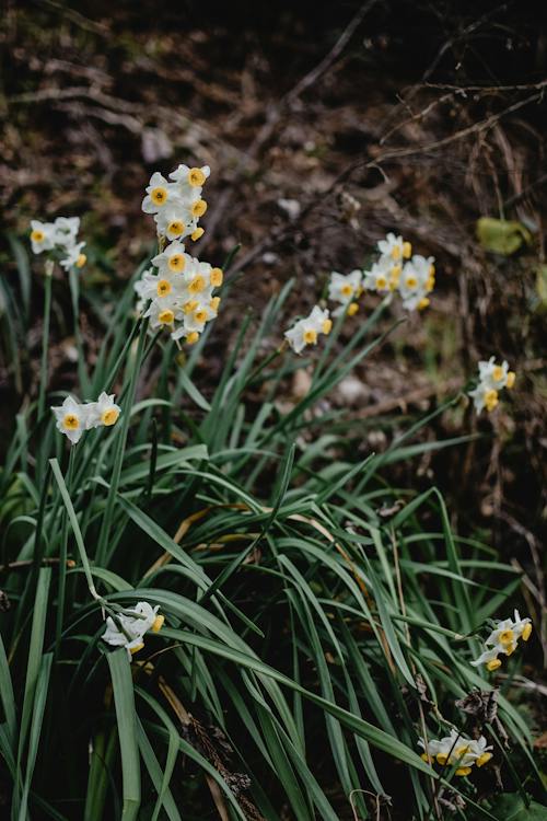 Bunch Flowered Daffodils in Bloom