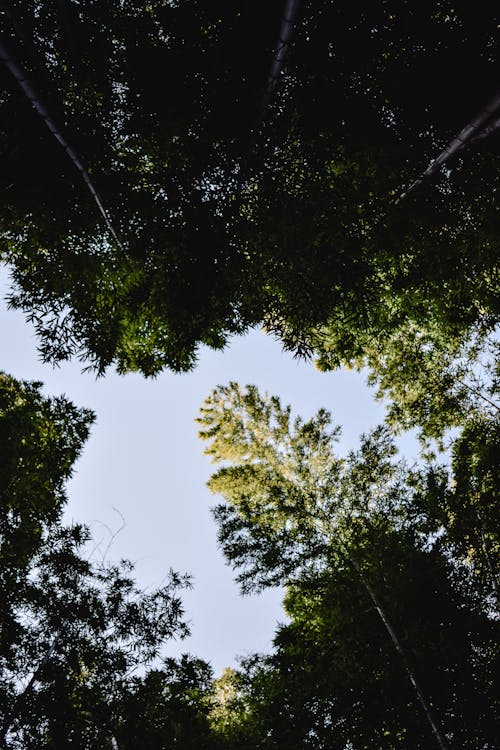 Arbres Verts Sous Le Ciel Bleu