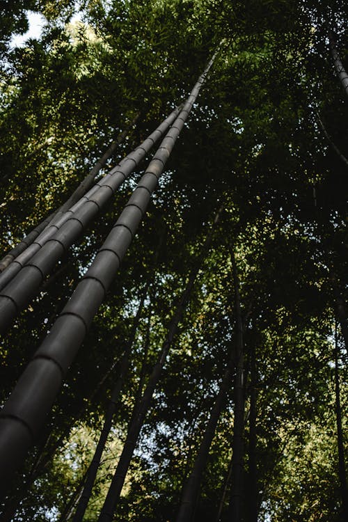 Arbres Verts Sous Un Ciel Ensoleillé