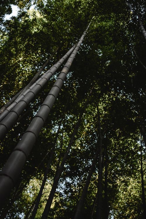 Free Low angle view of a serene bamboo forest in Kyoto, Japan, highlighting the towering bamboo trees. Stock Photo