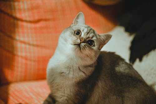 Close-Up Shot of a Cat 