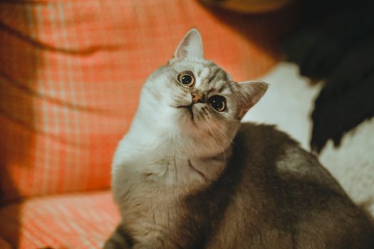 特写镜头捕捉了一只英国短毛猫在室内闲逛时迷人的表情