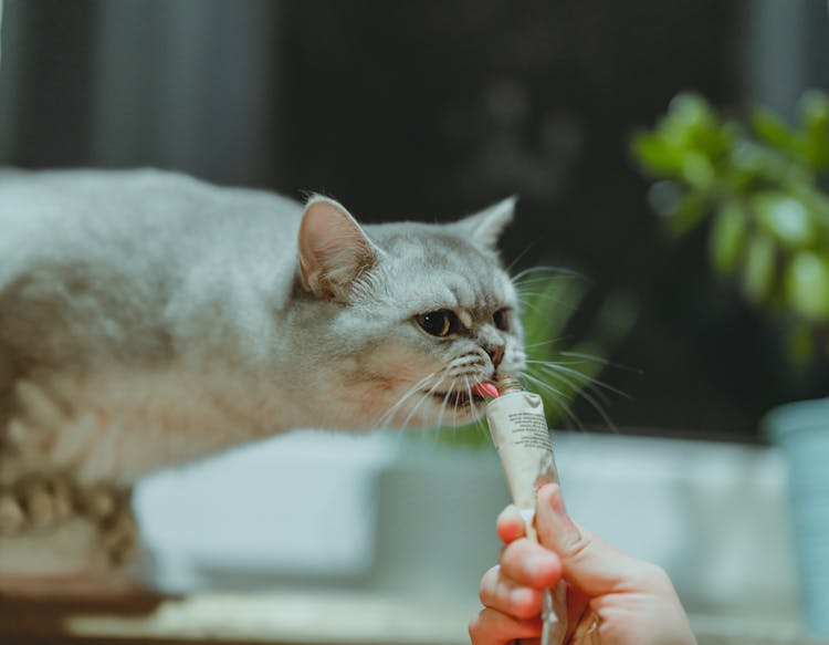 A Cat Having A Treat 