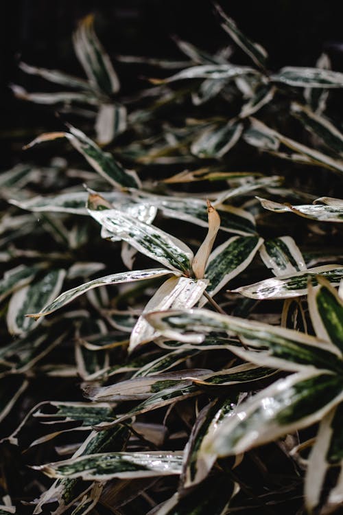 Close-up Photo of Green Leaves 