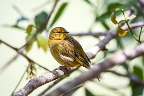 Small bird with yellow plumage sitting on thin sprig of tree on blurred background in nature in summer forest in sunlight on blurred background