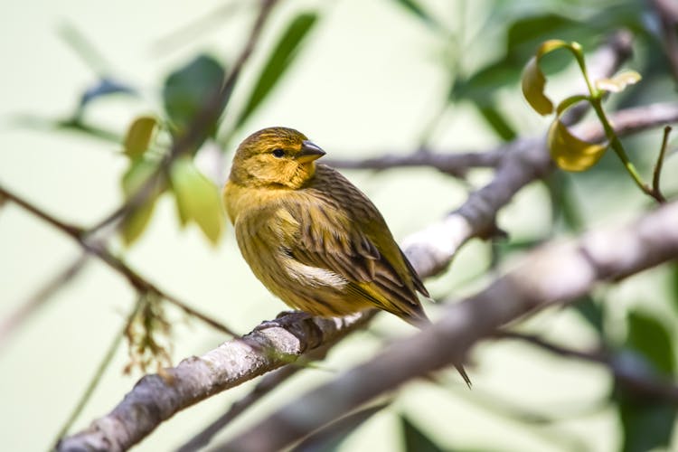 Small Bird Sitting On Branch