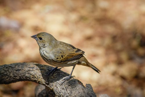 Small bird with brown plumage sitting on dry thick branch of tree in nature in forest with blurred background in summer