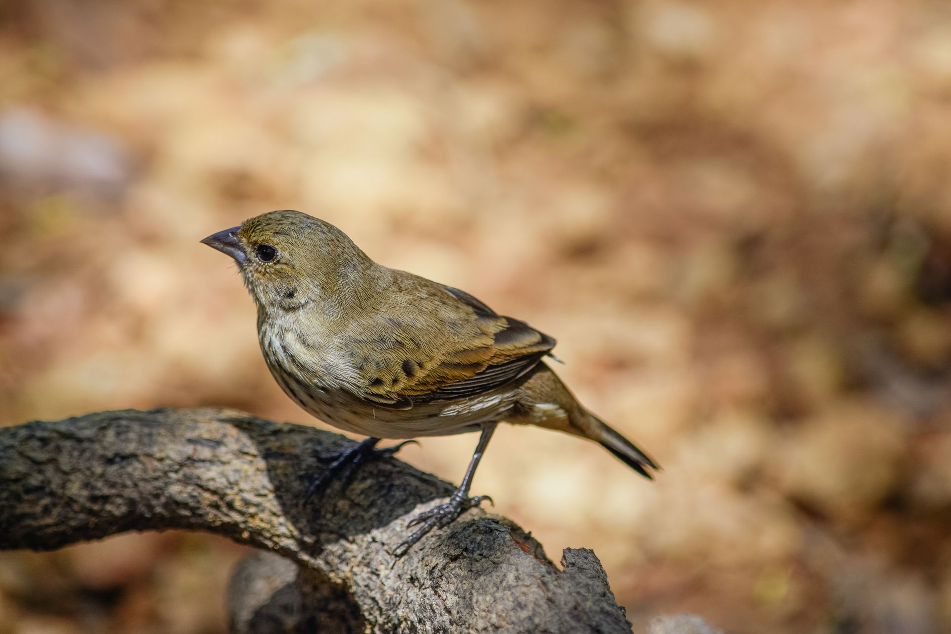 Small bird with brown plumage sitting on dry thick branch of tree in nature in forest with blurred background in summer