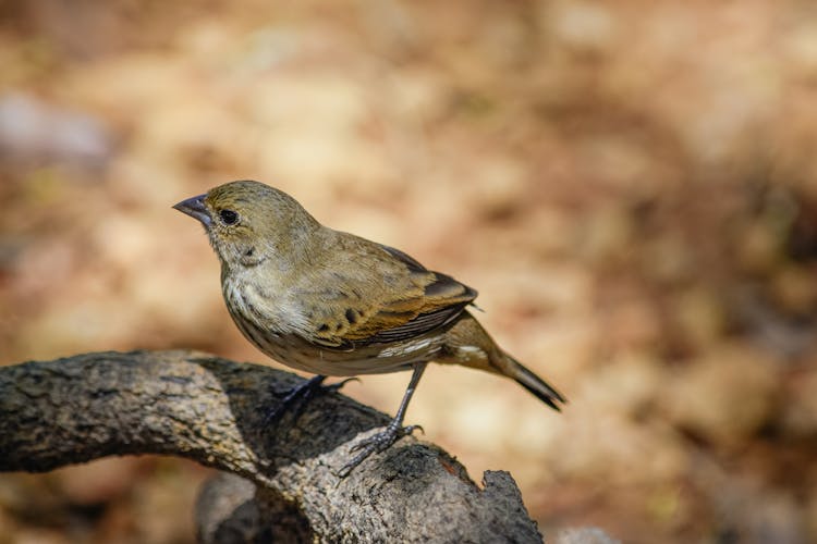 Bird On Tree Branch In Forest