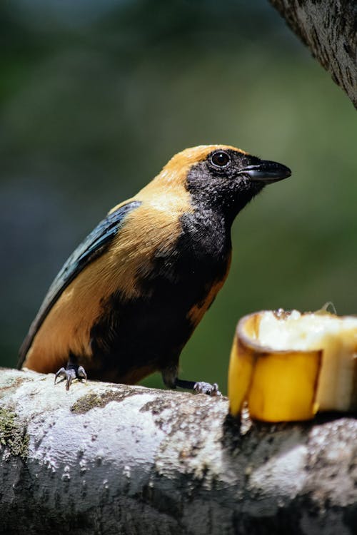 Small spotted bird on branch