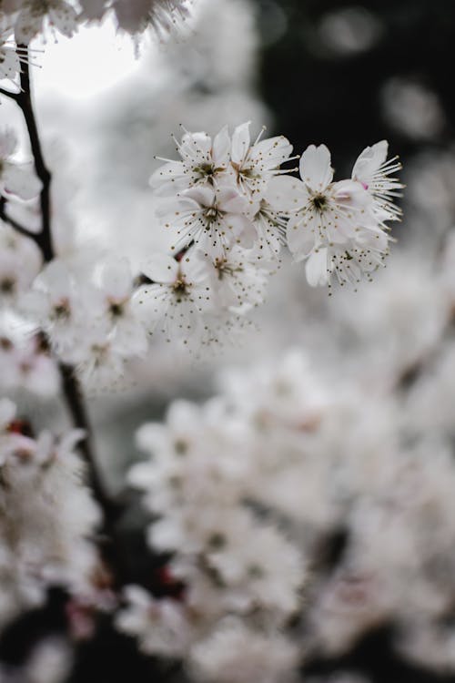 Free Selective Focus Photo of Blooming White Cherry Blossoms Stock Photo