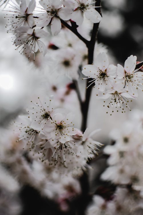 Gratuit Fleur De Cerisier Blanc En Gros Plan Photos