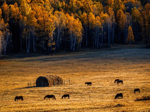 Free Horses graze in a golden autumn field with vibrant foliage, capturing rural tranquility. Stock Photo