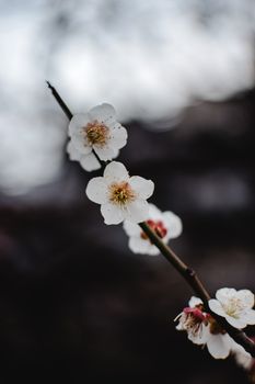 日本京都，白梅花在模糊背景下的特写镜头