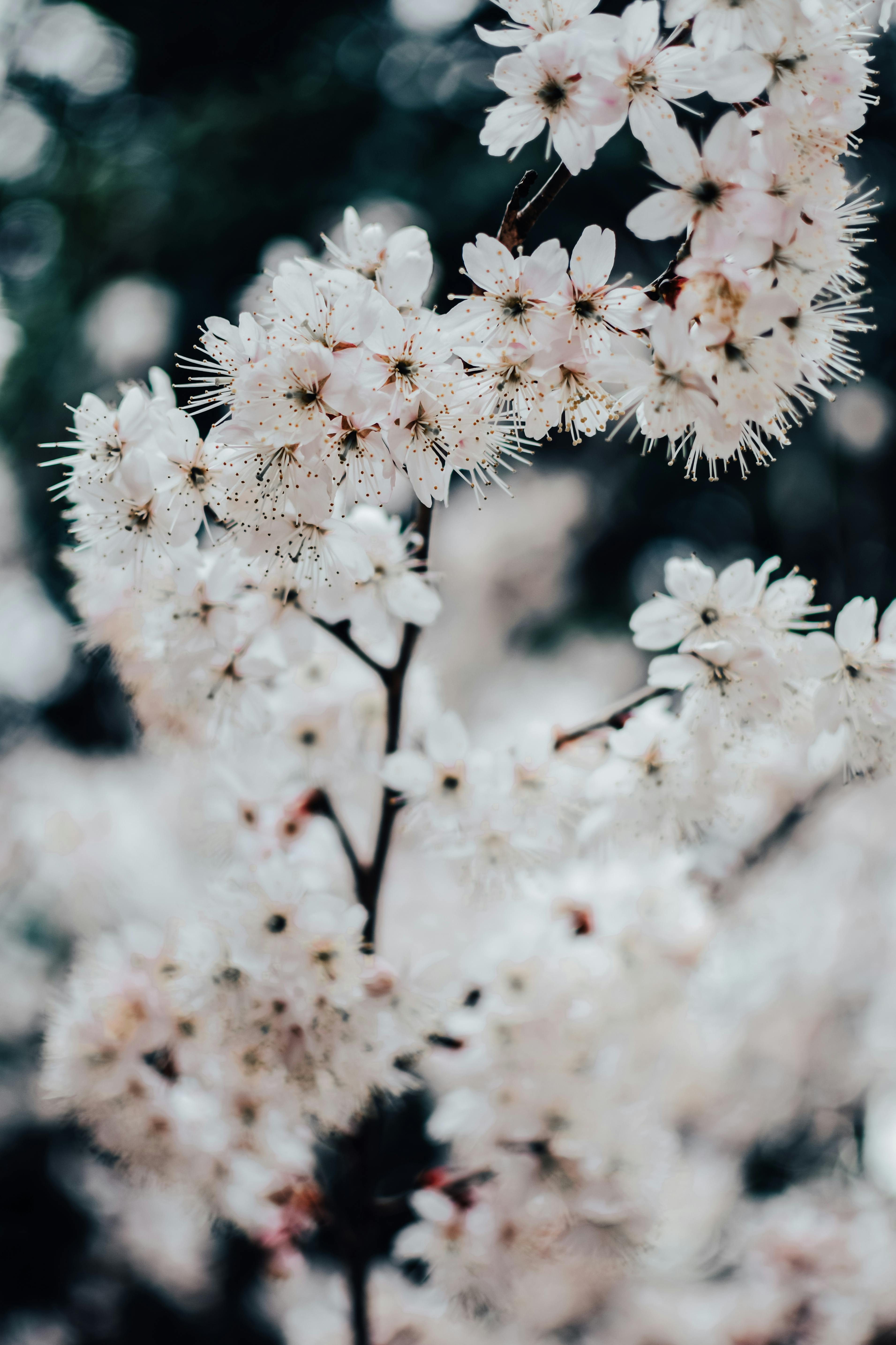 Close-up of white cherry blossoms in spring in Kyoto, highlighting natural beauty.