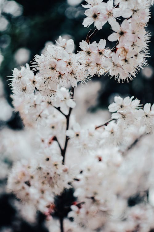 Fiori Bianchi In Lenti Tilt Shift