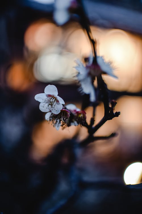 Bunga Sakura Putih Dalam Fotografi Jarak Dekat