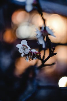 Delicate cherry blossoms with bokeh effect in Kyoto. Capture of spring beauty in Japan.