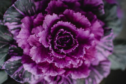 Fleur Pourpre Et Blanche En Gros Plan