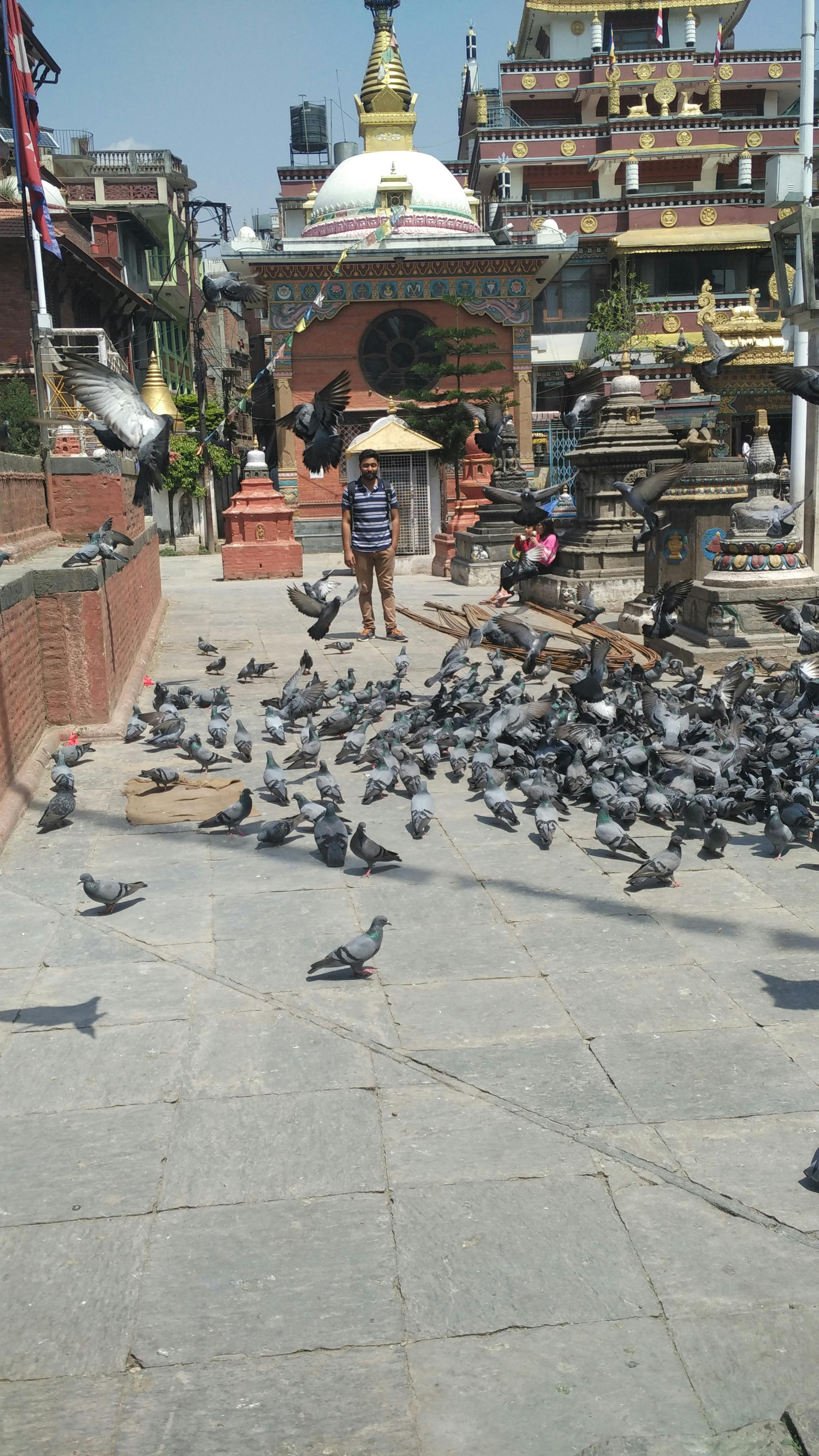 Free stock photo of Surrounded with pigeons