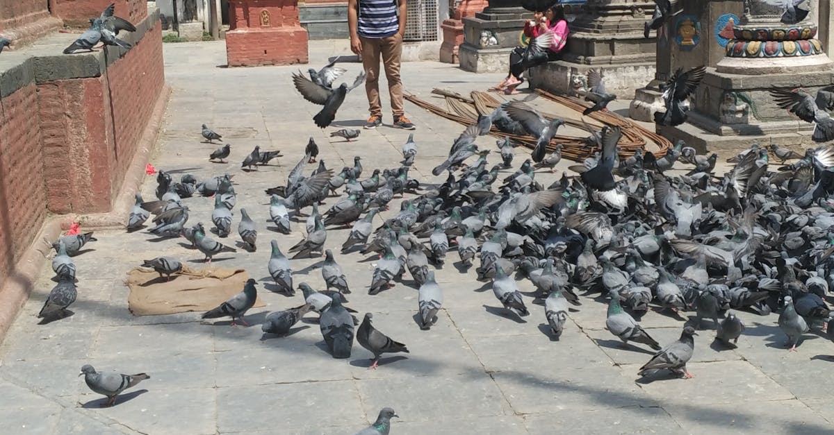 Free stock photo of Surrounded with pigeons