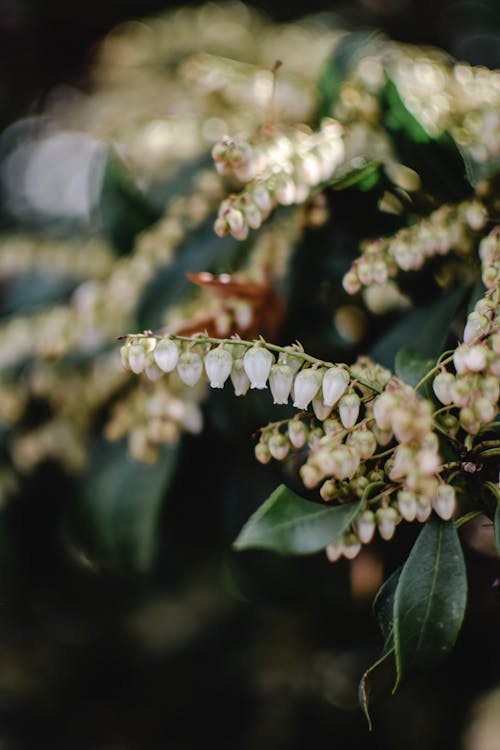 White Flowers With Green Leaves