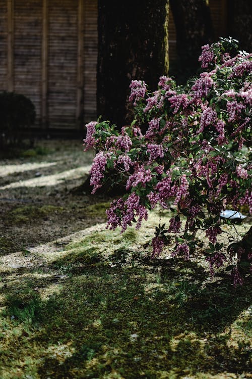 Gratuit Fleurs Violettes Sur Champ D'herbe Verte Photos