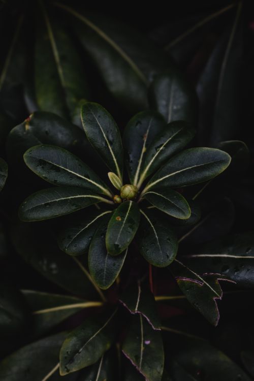 Free Close-up view of lush dark green leaves found in Tokyo's natural landscape, highlighting nature's intricate details. Stock Photo