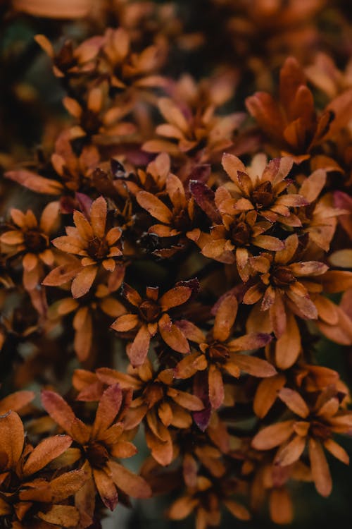 Pétalos De Flores Marrones Y Negros