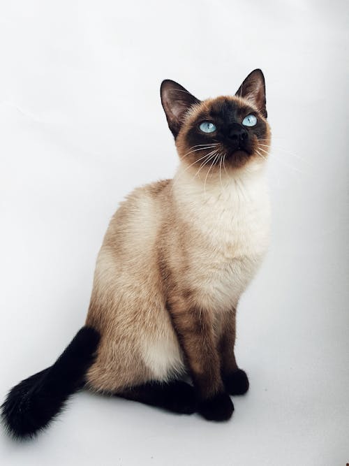 Siamese Cat on White Surface