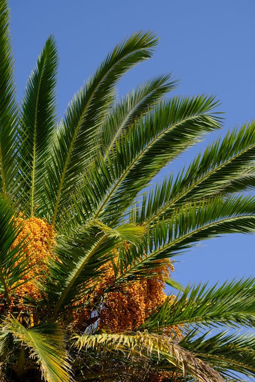 Green Palm Tree Under Blue Sky