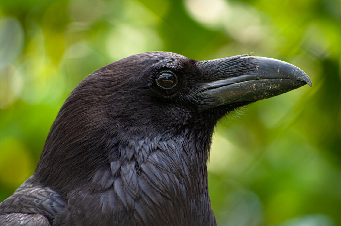 Free Black Raven in Tilt Shift Lens Stock Photo
