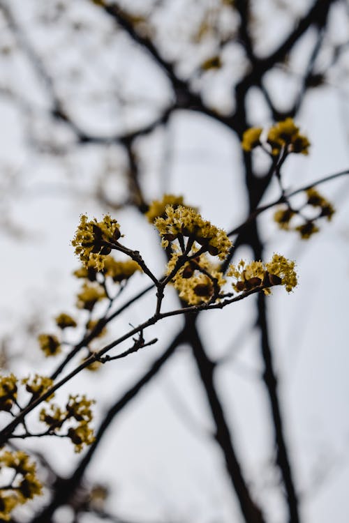 Yellow Flowers on Brown Tree Branch