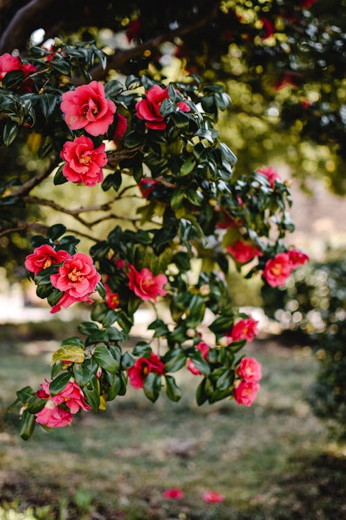 Foto d'estoc gratuïta de arbre, camèlia, flora