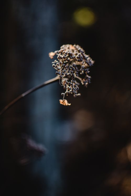 Free A captivating close-up of a dry flower, capturing its delicate details against a moody background in Kyoto. Stock Photo