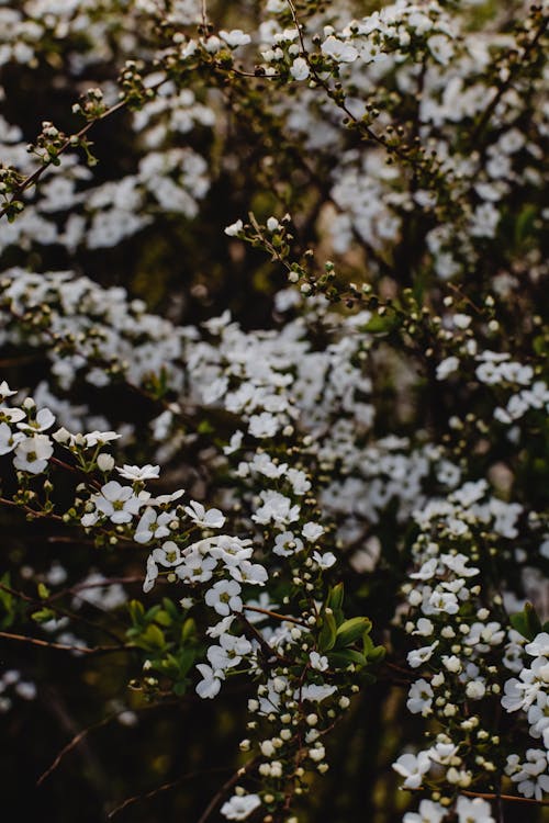 Blooming White Flowers on a Spring Day 