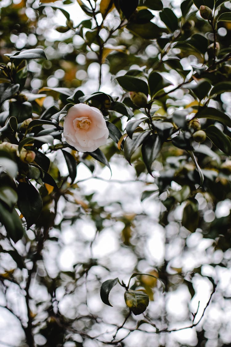 Blooming Camellia Flower 