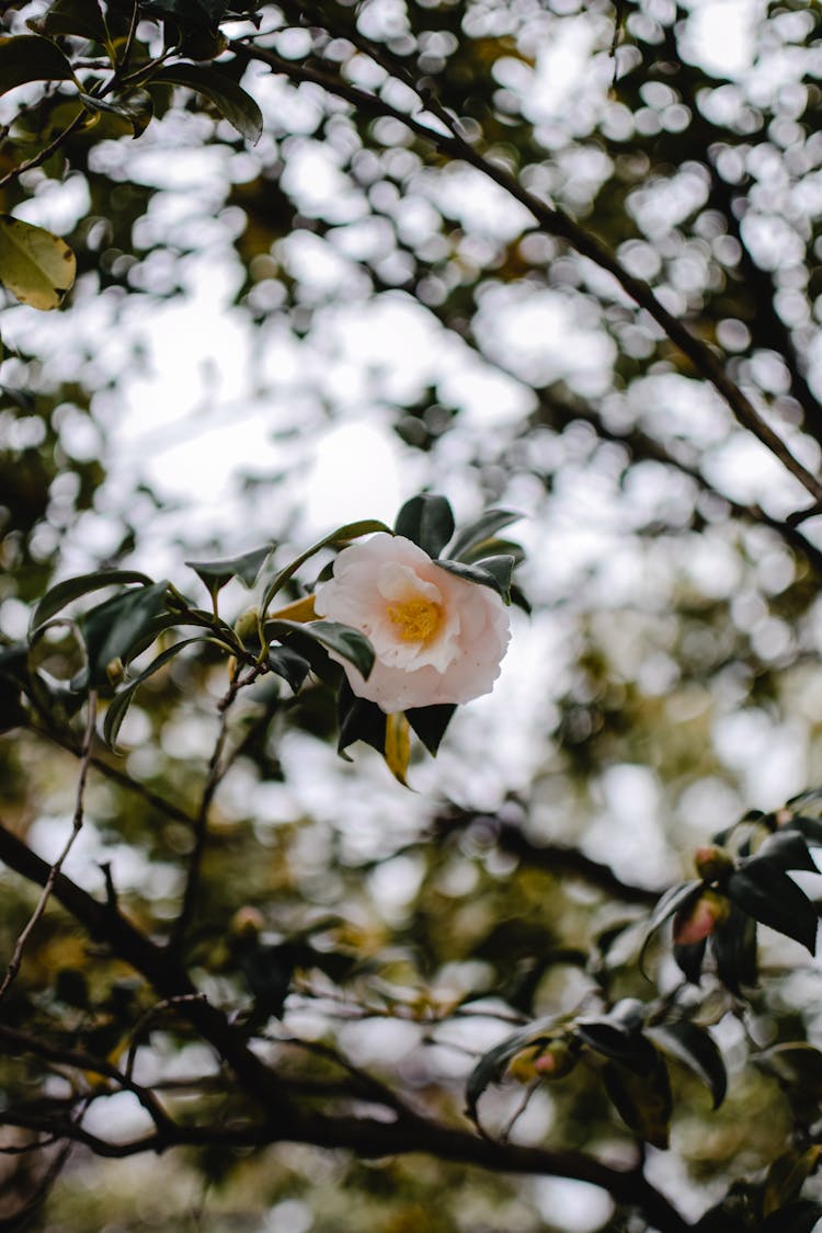 A Camellia Flower In Bloom