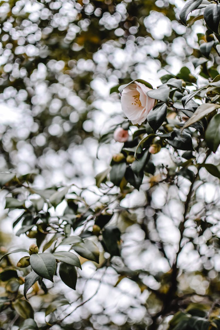 
A Camellia Flower In Bloom