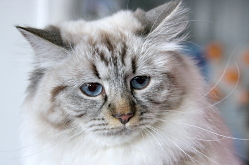 Bezpłatne Darmowe zdjęcie z galerii z futro, kot, kot domowy Zdjęcie z galerii