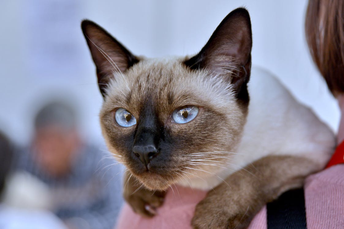 Close Up Shot of a Siamese Cat