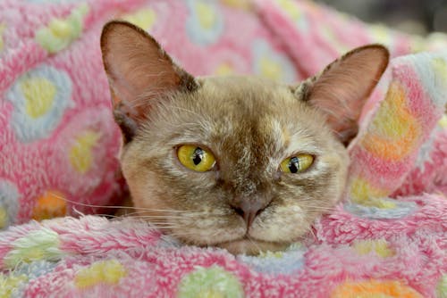 Portrait of Cute Cat Lying on Blanket