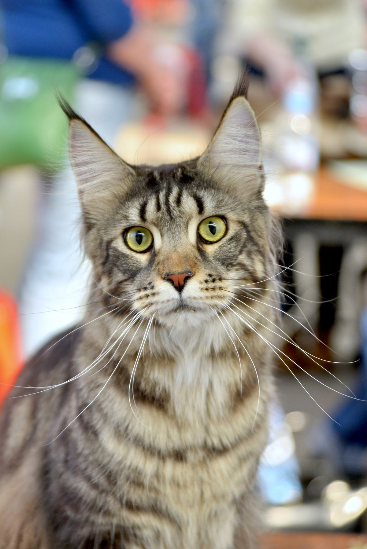 Portrait d'un Maine Coon aux oreilles à plumets et longs poils